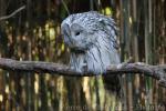 Ural owl