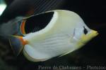 Saddle butterflyfish