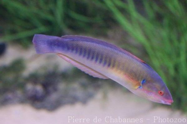 Mediterranean rainbow wrasse