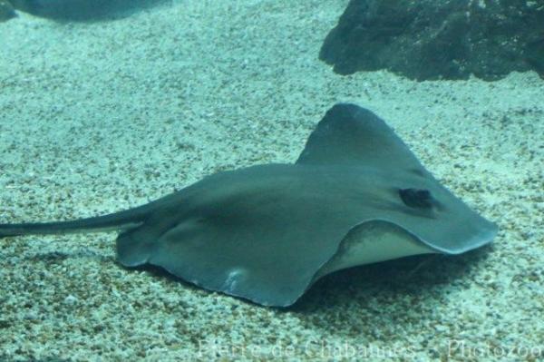 Southern stingray