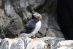 Atlantic puffin