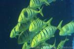 Golden trevally