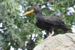 Black oystercatcher