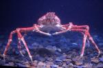 Japanese spider crab