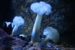 Giant plumose anemone