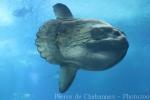 Ocean sunfish