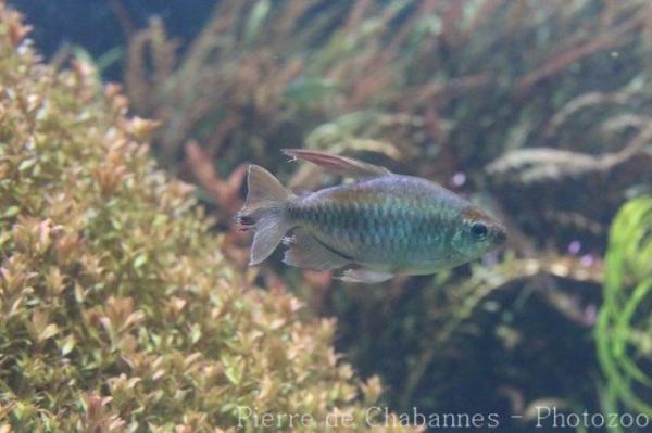 Congo tetra