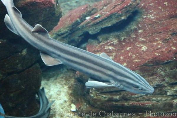 Striped catshark