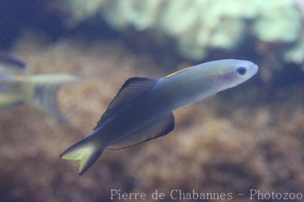 Blackfin dartfish