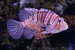 Red lionfish