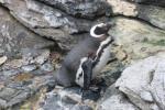 Magellanic penguin