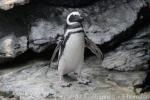 Magellanic penguin