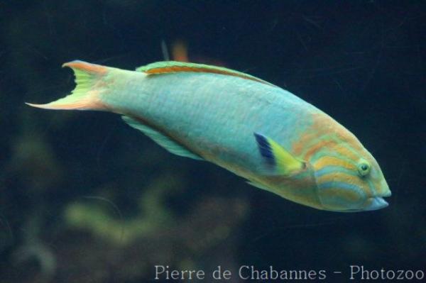 Yellow-brown wrasse