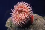 White-spotted rose anemone