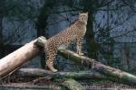 Southern cheetah