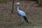 Blue crane