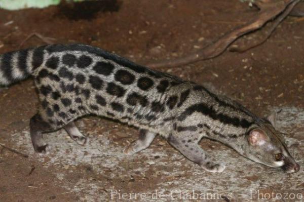 Cape genet