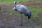 Western eurasian crane