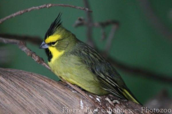 Yellow cardinal