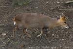 Reeve's muntjac