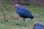 Grey-headed swamphen