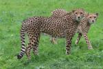 Southern cheetah