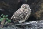 Burrowing owl