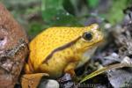 Madagascar tomato frog