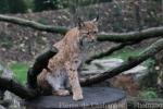 Eurasian lynx