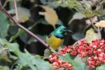 Collared sunbird