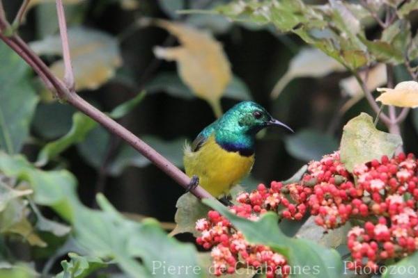 Collared sunbird
