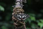 Lime butterfly