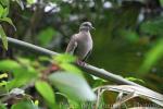 White-winged dove