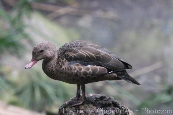 Madagascar teal