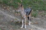 Black-backed jackal