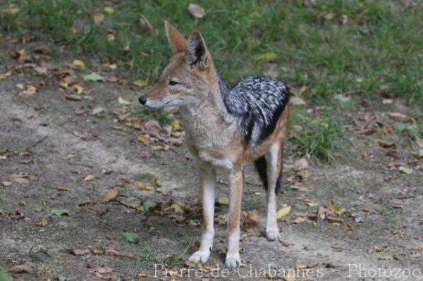 Black-backed jackal