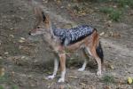 Black-backed jackal