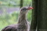 Red-legged seriema