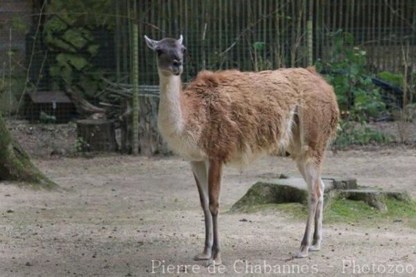 Guanaco