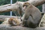 Barbary macaque