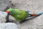 Great green macaw