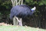 Southern cassowary