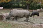 Southern white rhinoceros