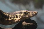 Common water monitor