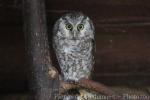 Boreal owl