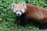 Red panda