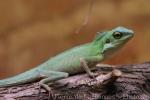 Green crested lizard