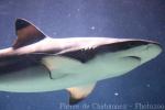 Blacktip reef shark