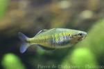 Blackbanded rainbowfish