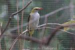 Eurasian golden oriole